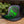Hoppy Camper Insignia Hat with Green Logo