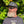Hoppy Camper Insignia Hat with White Logo